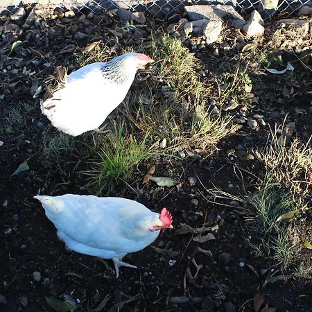 Nocleg ze śniadaniem Beer'S B&B *